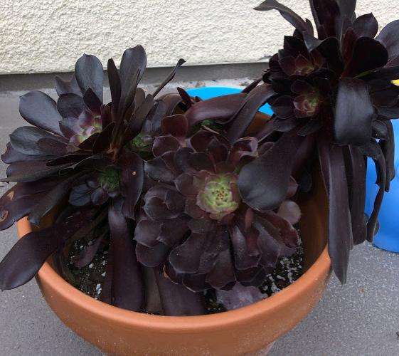 aeonium zwartkop black rose