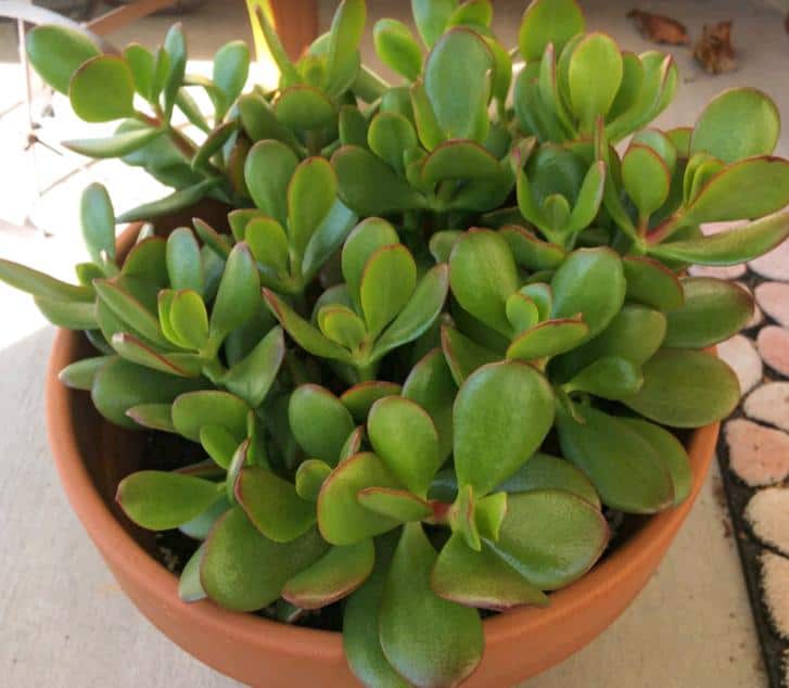 Crassula Ovata 'Jade Plant' with green leaves and red tips