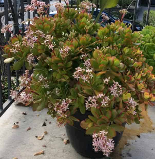Crassula Ovata 'Jade Plant' in bloom with pink flowers
