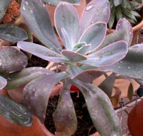 water mineral deposits on succulent leaves