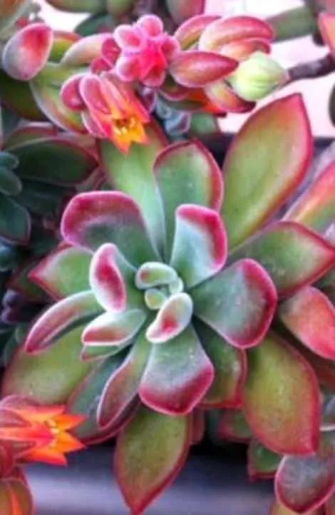 Echeveria Pulvinata (Plush Plant or Ruby Blush) with fuzzy green leaves and red tips