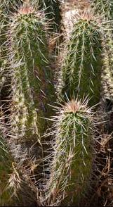 Echinocereus (Cactus Erizo)