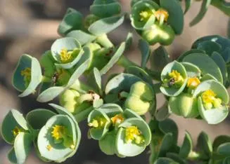 Euphorbia Paralias (Sea Splurge)