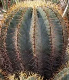 Ferocactus (Barrel Cactus)