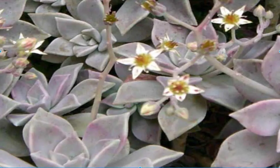 Graptopetalum Paraguayense (Ghost Plant)