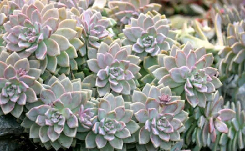 Graptopetalum Paraguayense (Ghost Plant) in pastel shades of lavender, blue and pink
