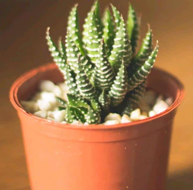 Haworthia Attenuata (Zebra Plant) with green pointed leaves covered in white warty spots