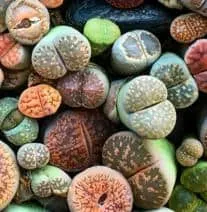 Mesembryanthemaceae (Lithops or Living stones) in different colors