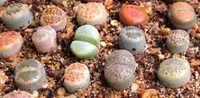 Mesembryanthemaceae (Lithops)