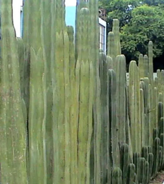 Pachycereus Marginatus (Mexican Fence Post Cactus)