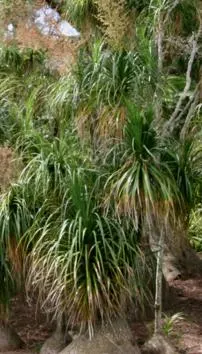Ponytail palm tree
