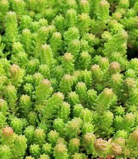 sedum Succulents not for the Office, Indoors or In Low Light