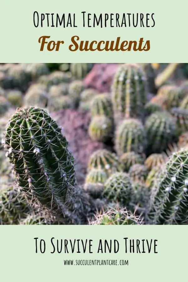 Optimal Temperatures for Succulents to Survive and Thrive