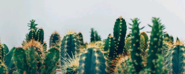pictures of green cacti