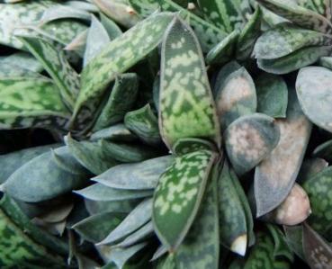 Gasteria with long green leaves covered in light flecks