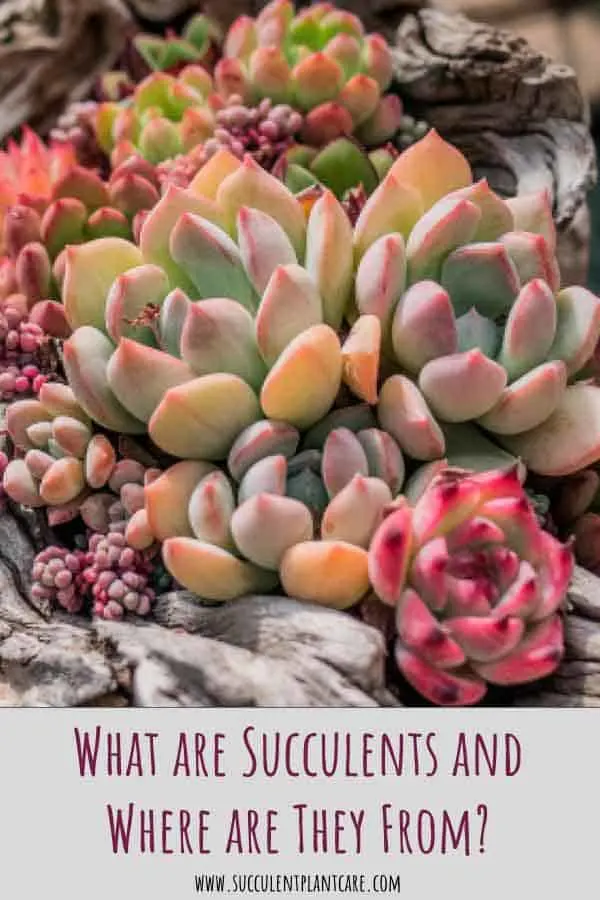 What is a succulent plant? Is it the same as a cactus?