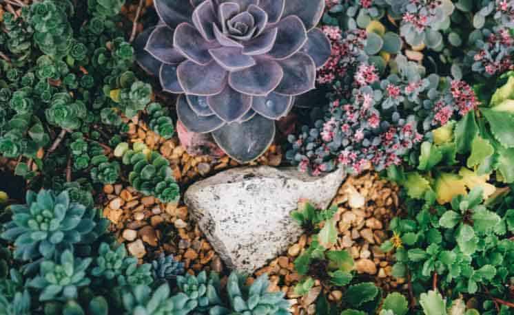 succulents outdoors