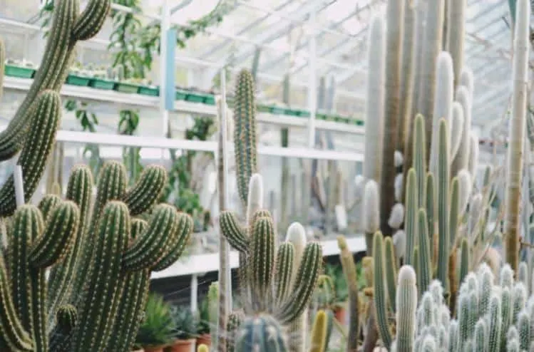 cacti in greenhouse