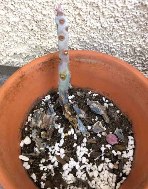 rotting succulent stem from overwatering