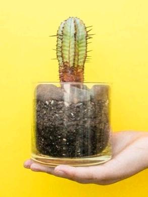 cactuspropagate