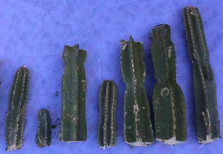 Cacti cuttings for propagation