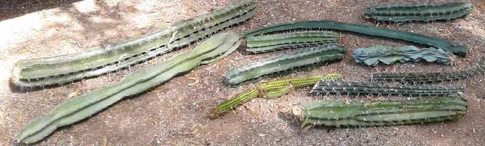 Cacti cuttings for propagation