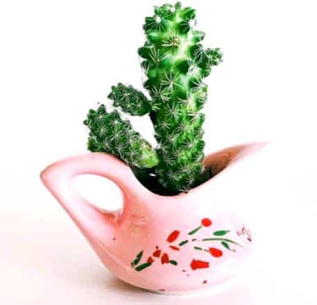 ceramic pots for succulents