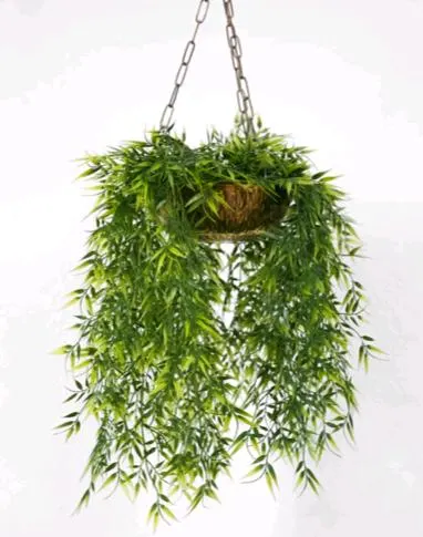 hanging baskets for succulents