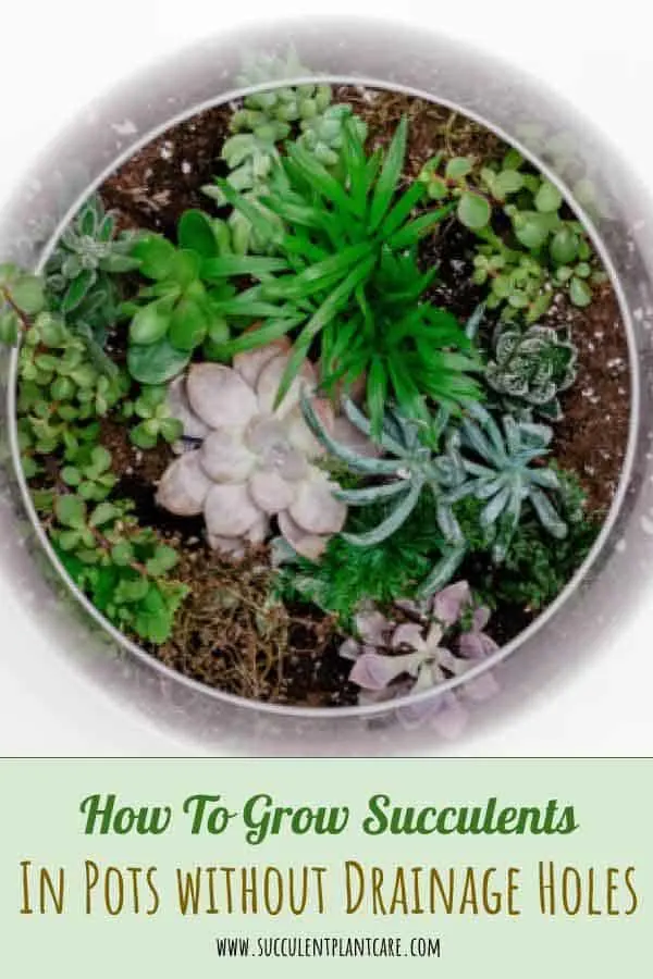 How To Grow Succulents In Pots Without Drainage Holes