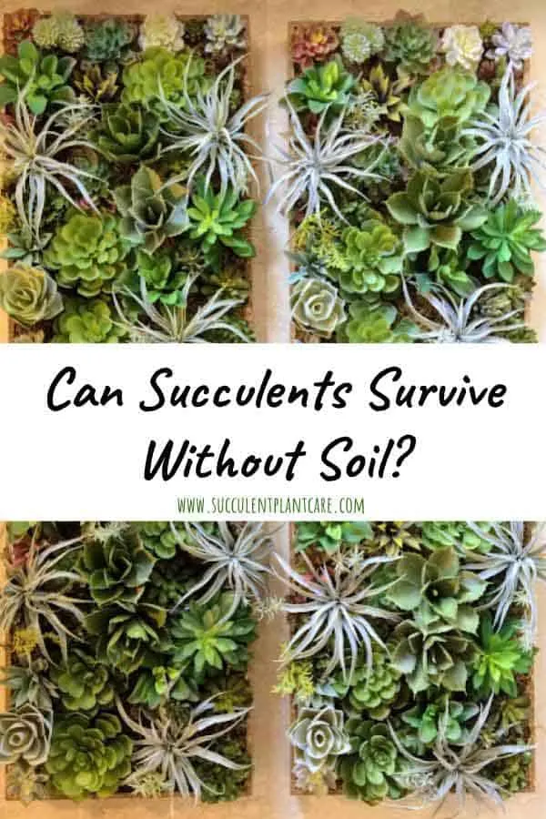 Can Succulents Survive Without Soil?