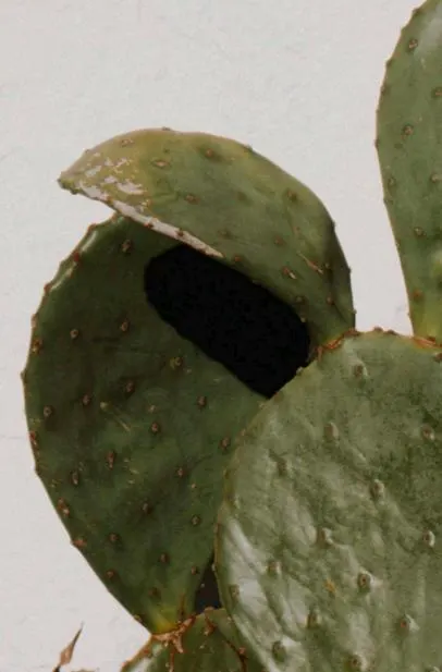 cactus pad propagation