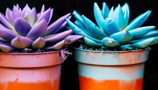plastic pots for succulents