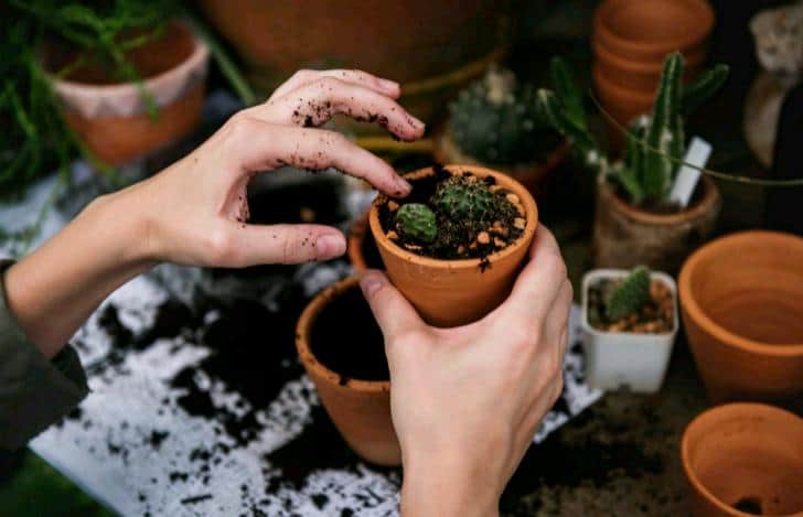 Choosing the Right Pot for Succulents: Pros and Cons