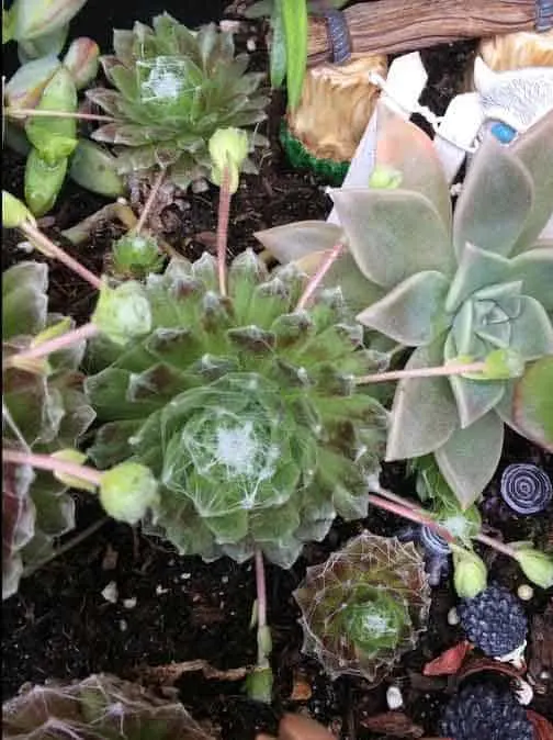 succulent propagation from pups or offshoots