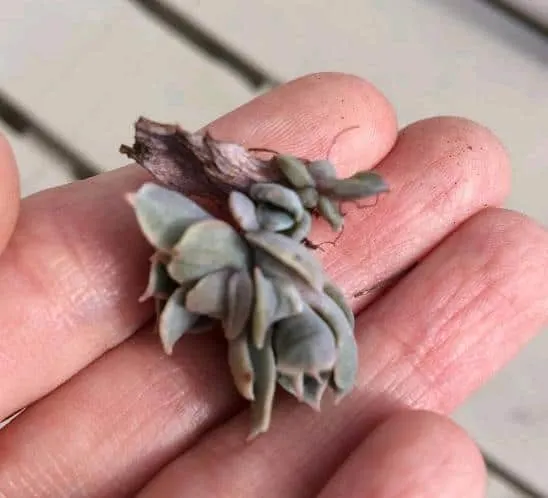 succulent propagation from leaves