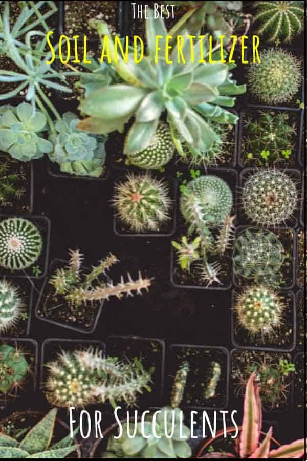 Best Soil and Fertilizer for Cacti and Succulents