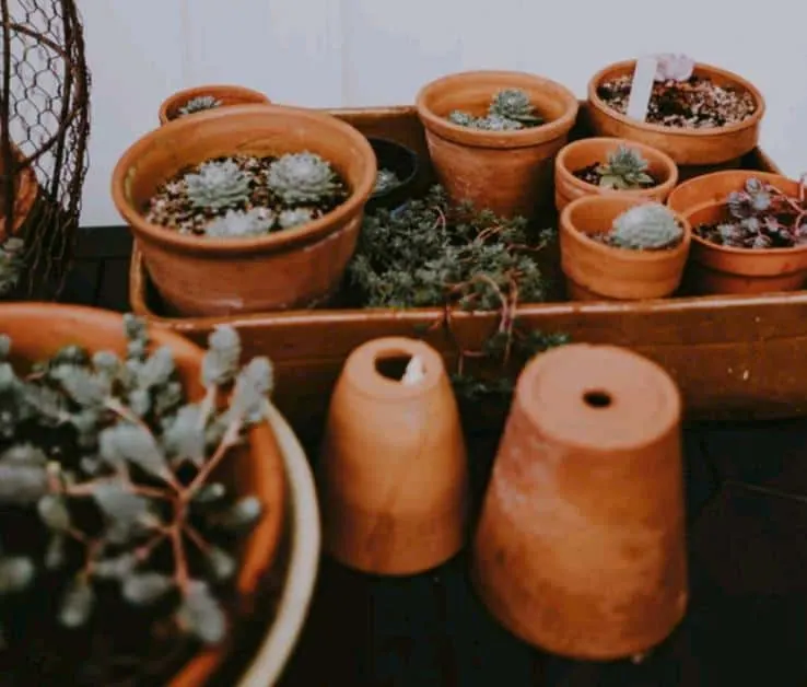 terracotta pots for succulents