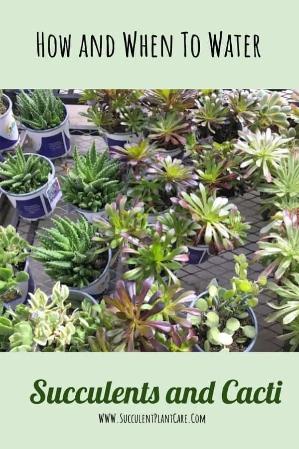 assorted succulents in pots