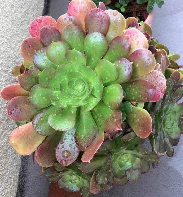 Aeonium Blushing Beauty after rain