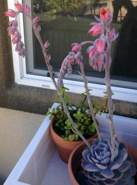 Echeveria 'peacockii' in bloom with pink flowers