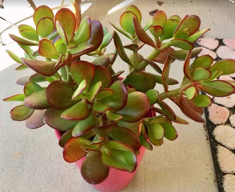 9 Succulent Plants Toxic to Cats, Dogs, or Pets Succulent Plant Care