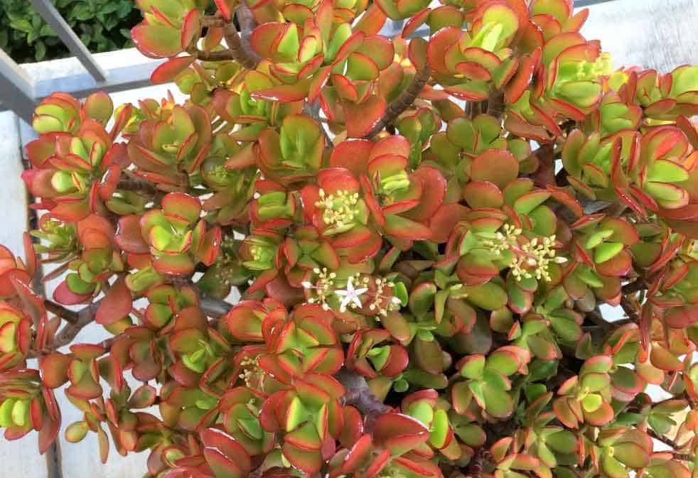 Crassula Ovata Jade plant in bloom