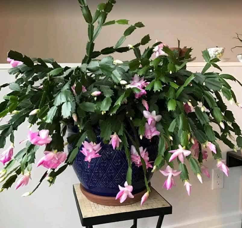 Schlumbergera (Christmas or Holiday Cactus) with beautiful pink blooms
