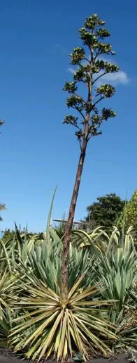 monocarpic agave plant in bloom