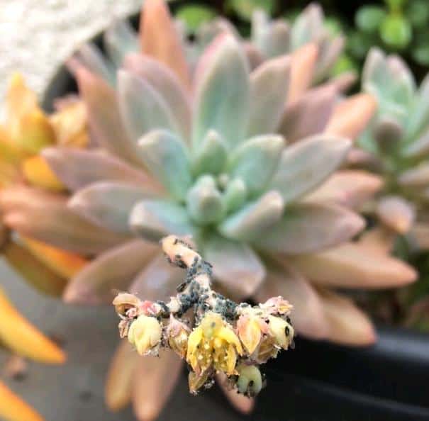 Common Pests on Succulents and Easy Treatments for Them