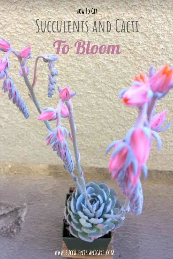 How to Get Succulents and Cacti To Bloom