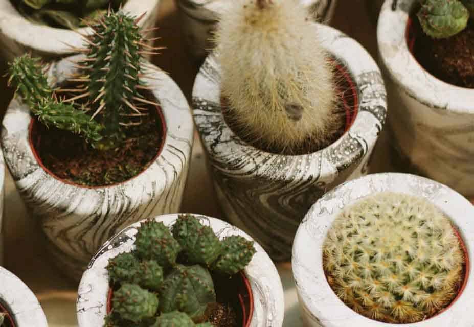 7 Easy Cacti for Beginners