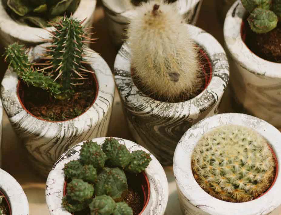 ¿Son las plantas de cactus fáciles de cuidar?