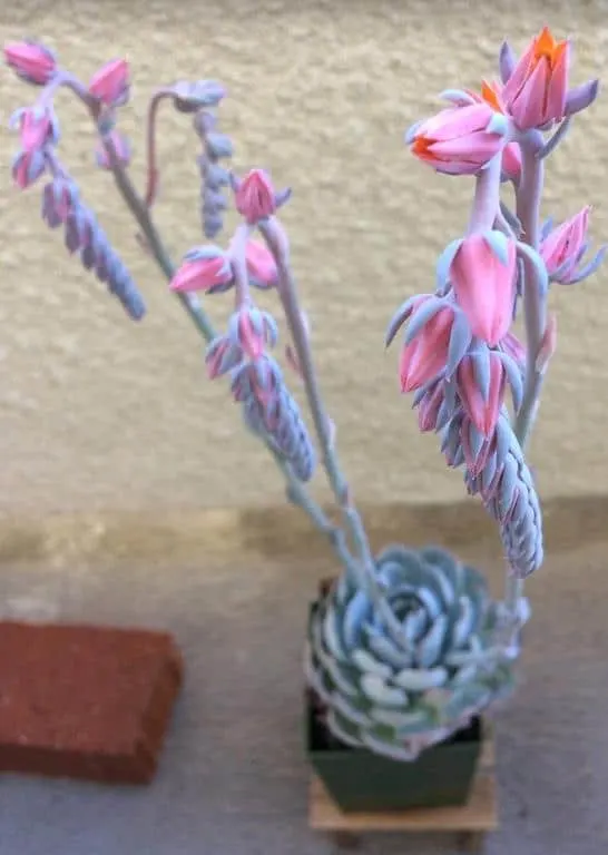 Echeveria 'peacockii' in bloom with pink flowers
