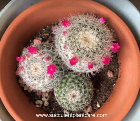 mammillaria hahniana in bloom with pink flowers